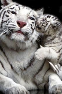 Las Vegas Siegfried Roy Tigers Panthers SECRET GARDEN DOLPHIN HABITAT
