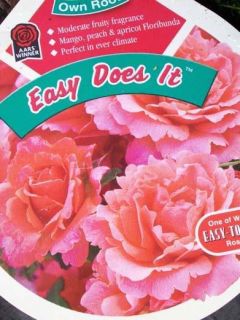 Easy Does It Ppaf Peach Pink Rose 1 Gal Bush Live Hardy Plants Plant