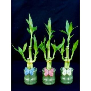 Sets 9 Stalks of Lucky Bamboo Arrangement Lucky Bamboo in Butterfly