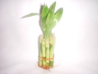 Lot 50 Lucky Bamboo Plant Stems 4 Feng Shui Party Good Luck Shower