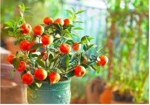 Chinese Golden Orange Fruit 8 Fresh Seeds Good Luck Tree
