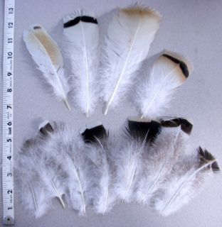 Eagle Feathers plumes, powwow regalia,hawk, peyote fan, Macaw Lot#1