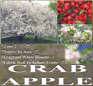 Chinese Crab Apples Seeds Malus Baccata Scent Crabapples