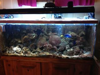 Complete Working 55 Gallon Marine Fish Tank with Livestock