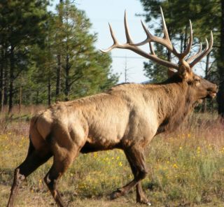 New Mexico Mature Bull Elk Hunt Unit 51
