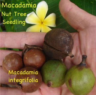 Fruit Tree Macadamia Integrifolia Mauna LOA Live Plant Seedling