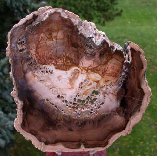 SIS 8  Petrified Cherry Wood Round Mcdermitt Oregon
