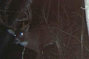 Antleroid Deer Mineral Hunting Trail Camera Attractant Antler 35lb