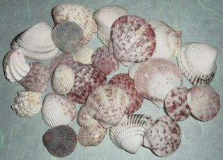 Lot Assorted Northern California Natural Sea Shells, Coastal Mendocino