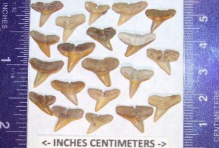 20 GLODEN FLORIDA FOSSILIZED HAMMERHEAD SHARK TEETH fossil tooth