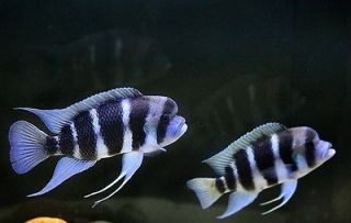   Moba Purple ,Mpimbwe Blue & Burundi Frontosa cichlids Live fish