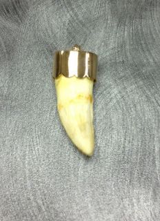LION TOOTH PENDANT AFRICA