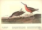 Vintage Dowitcher Bird Print Ephemera Prints Ephemera