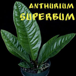 anthurium plants