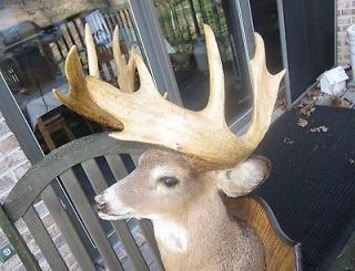 Amazing Whitetail Deer Taxidermy Head Mount Heavy Beam Antlers 14 Pts