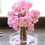 Magic Japanese Sakura Cherry Blossom Mini Tree