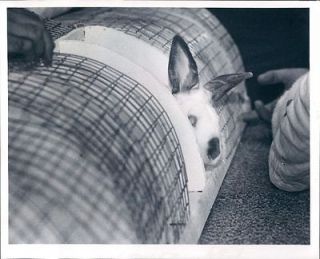 1977 St Petersburg Azalea Adult Center Pet Show Bunny Peeks from Cage
