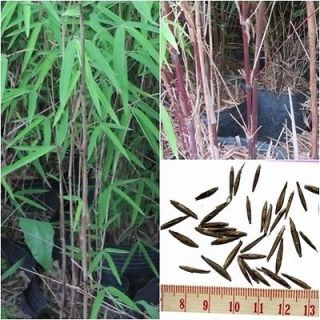 cerea black   50 seeds   frost hardy ( 23C °) bamboo  rarity