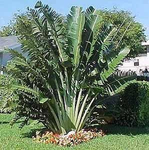 Travellers Palm (Ravenala madagascariens is)25 7/11 Seed