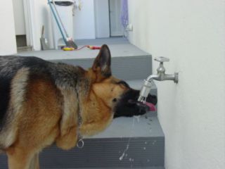 Bulk 2x DOG WATER FOUNTAIN,ALWAY S FRESH WATER ON TAP