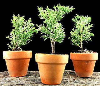 10 True Shimpaku Juniper Bonsai Starter Trees