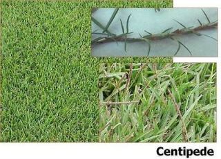 Centipede Grass Seed  100% Pure Raw Seeds  2 Lbs Bag 4000 Sq.ft