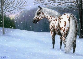 appaloosa horse winter snow pasture limited edition aceo print art