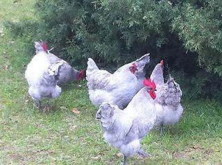 Newly listed Lavender Orpington 10+ ***Pure*** Hatching Eggs
