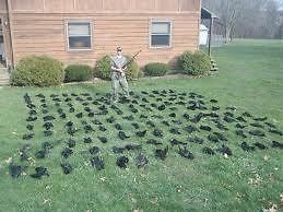 Call Crow Hunting Lure CdGathering Call Turn On HuntLive Crow Call
