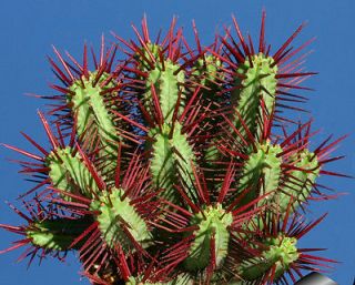 Euphorbia Enopla succulent cactus Plant Seeds~Not Euphorbia Obesa or