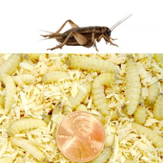 250ct Wax Worms with 500ct Crickets COMBO Any Size 