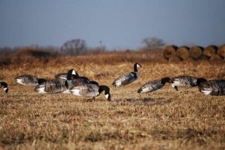 Sillosock Canada Goose Decoys   Feeder Pack (1dz) by Sillosock Decoys