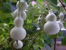SD0004 Easy to Grow Vine Plant, Shorty GOURD Seeds, Organic Gardening