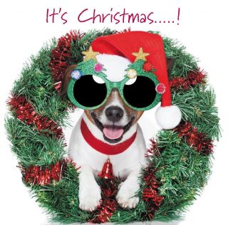 Comedy Cute Merry Christmas & New Year 2012 Cards Blank Dogs Puppies