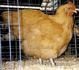chicken coop in Agriculture & Forestry