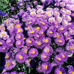 Erigeron Azure Fairy 25 Flower Seeds*Lavender Perennial