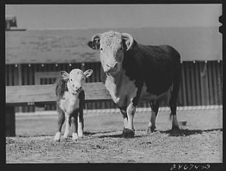 College Station,Texas. Texas Agricultural,Mechanical College. Cow,calf