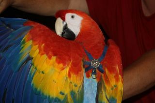 XL Parrot Bird Harness + Milan Heart Concho