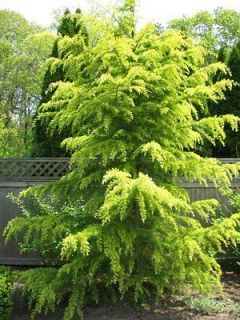 40 Cedrus Deodara Tree Seeds Himalayan Cedar (Deodar Cedar) Large