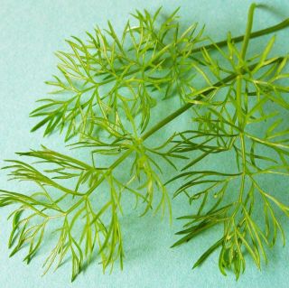 HERB FENNEL   GREEN LEAVED   750 Seeds [anise flavoured thread like