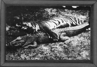 Hunting wild life in MALAYSIA 1940s ( Tiger, crocodiles )