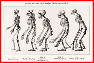 Greater Apes Skeleton Antique Anatomy Biology Vintage METAL PLAQUE