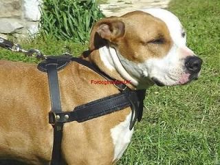 Tracking/ Walking Leather Dog Harness H5 for Amstaff