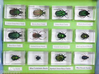 Insect Collection Set   12 Chafer & Scarab Beetle