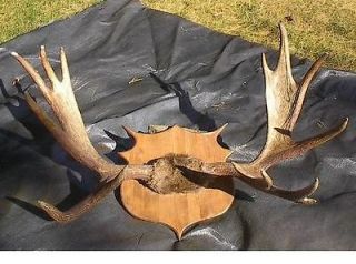 LARGE Moose 14 Point Shed Taxidermy Horns 46 x 30 Antlers BEAUTIFUL