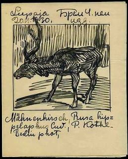 1930 Reindeer Horn DEER ANTLERS Handwritten Drawing Sketch Sermoskin