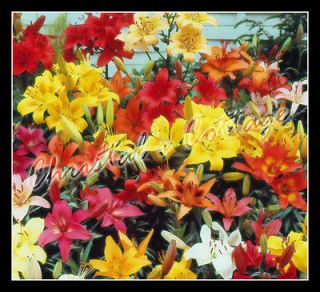 12 Mixed Colour Lilium Asiatic Lily Gardening Summer Flower Bulb