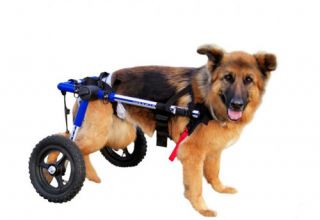 Walkin Wheels Dog Wheelchair for Dogs Under 65 Lbs