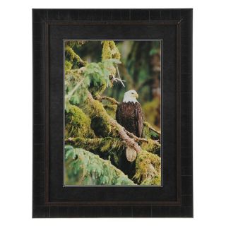 Crestview Collection Bald Eagle in A Tree Framed Wall Art   30W x 39H in.