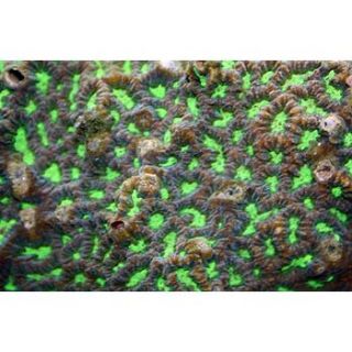 Honeycomb Brain Coral   Large